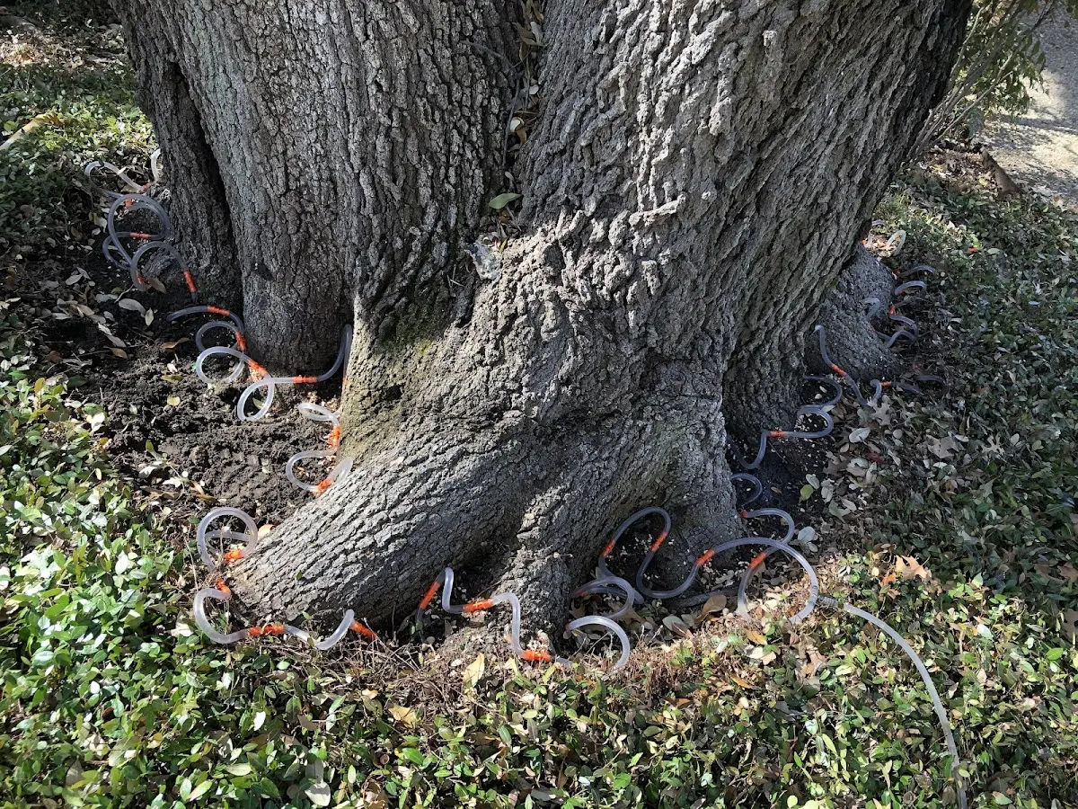 Detailed Tree Cabling and Bracing job site in Crooked Creek