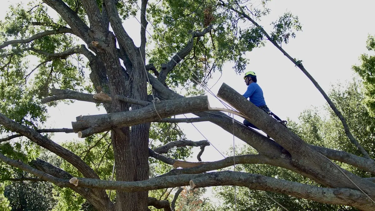 Professional Crown Thinning performed by certified arborists in Crooked Creek