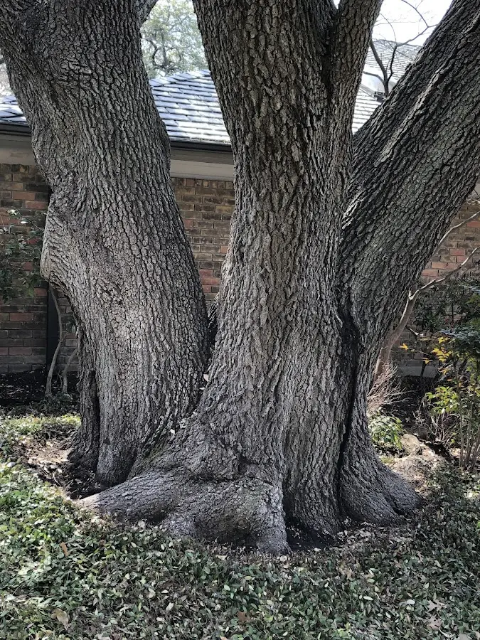 Mature heritage tree close to a Crooked Creek property cared for by certified arborists